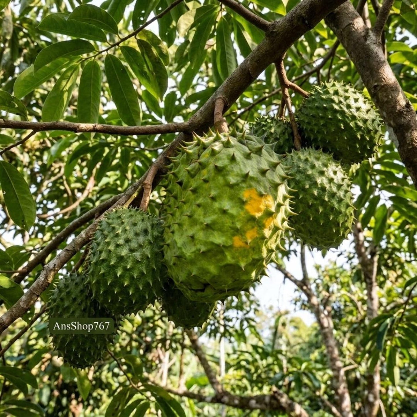 10Pcs Soursop Pawpaw Seeds Simple To Plant Ideal For Reducing Weed Growth With Dense Low Level Tree Coverage