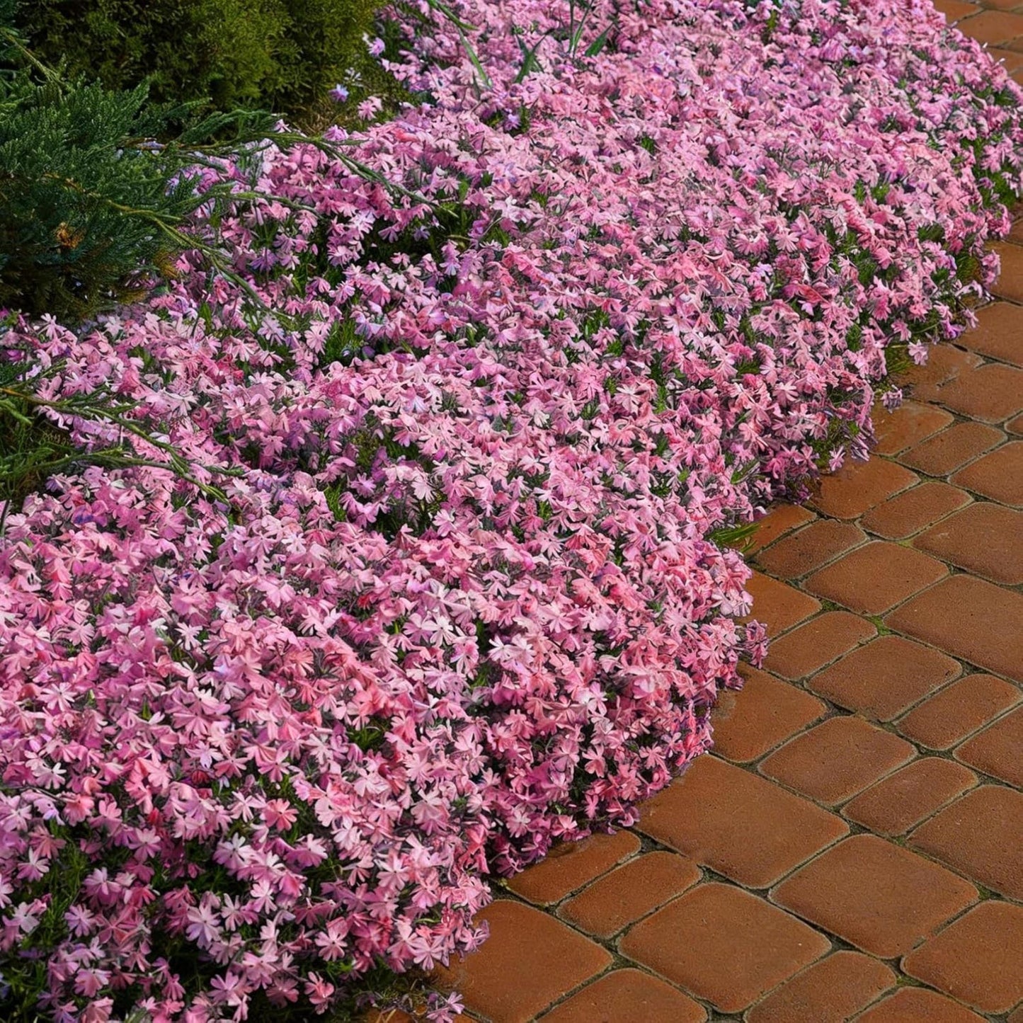 5000pcs Mixed Climbing Lobelia Seeds Trailing Perennial Garden Flowers Hanging Basket Planting Beauty