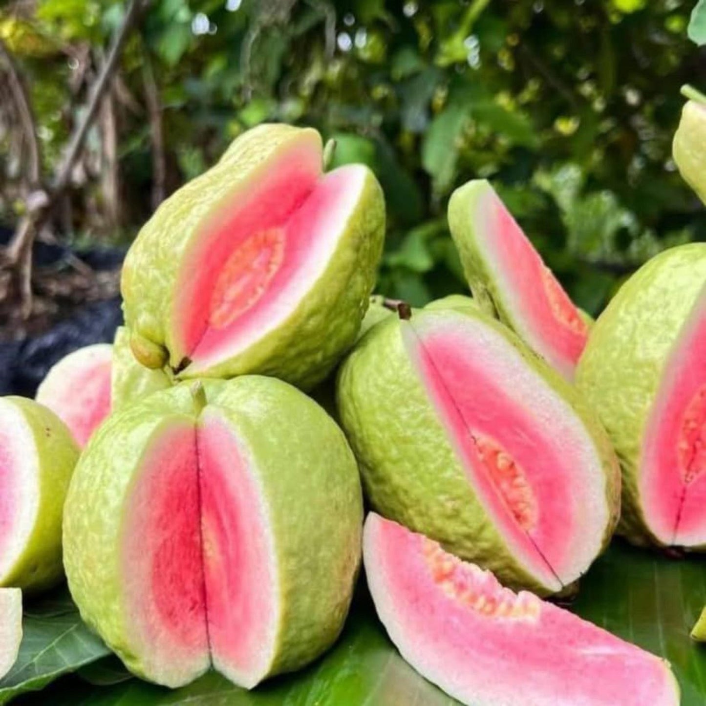 88Pcs Guava Seeds pair well with low ornamental plantings to enrich multi-layered courtyard landscape structure