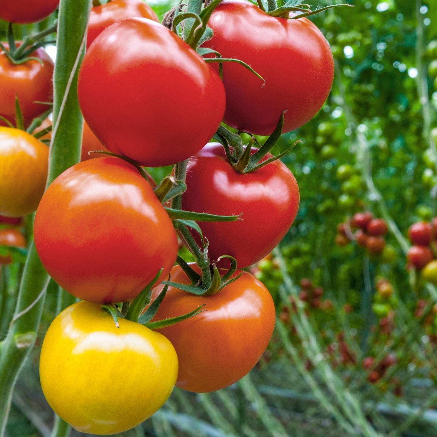 200Pcs Tomato Seeds Bring A Lush Vibrant Touch To Residential Outdoor Living And Entertainment Zones
