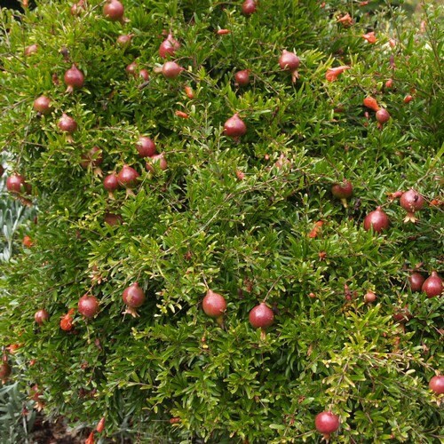 149Pcs Pomegranate Seeds fill blank yard and garden spots in newly arranged landscape layouts