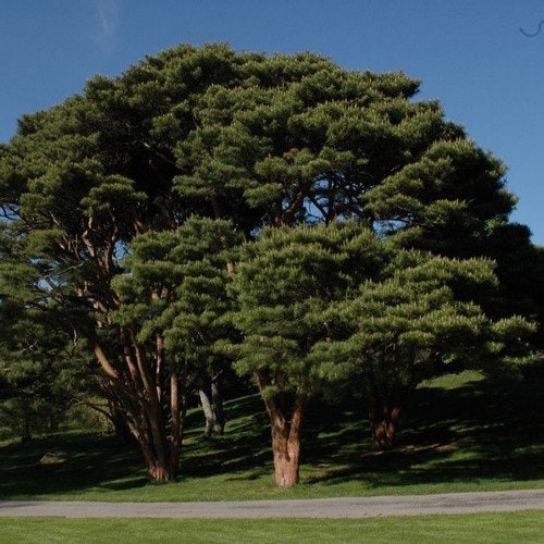 79Pcs Pine Seeds maintain steady vigorous growth through fluctuating seasonal temperature patterns