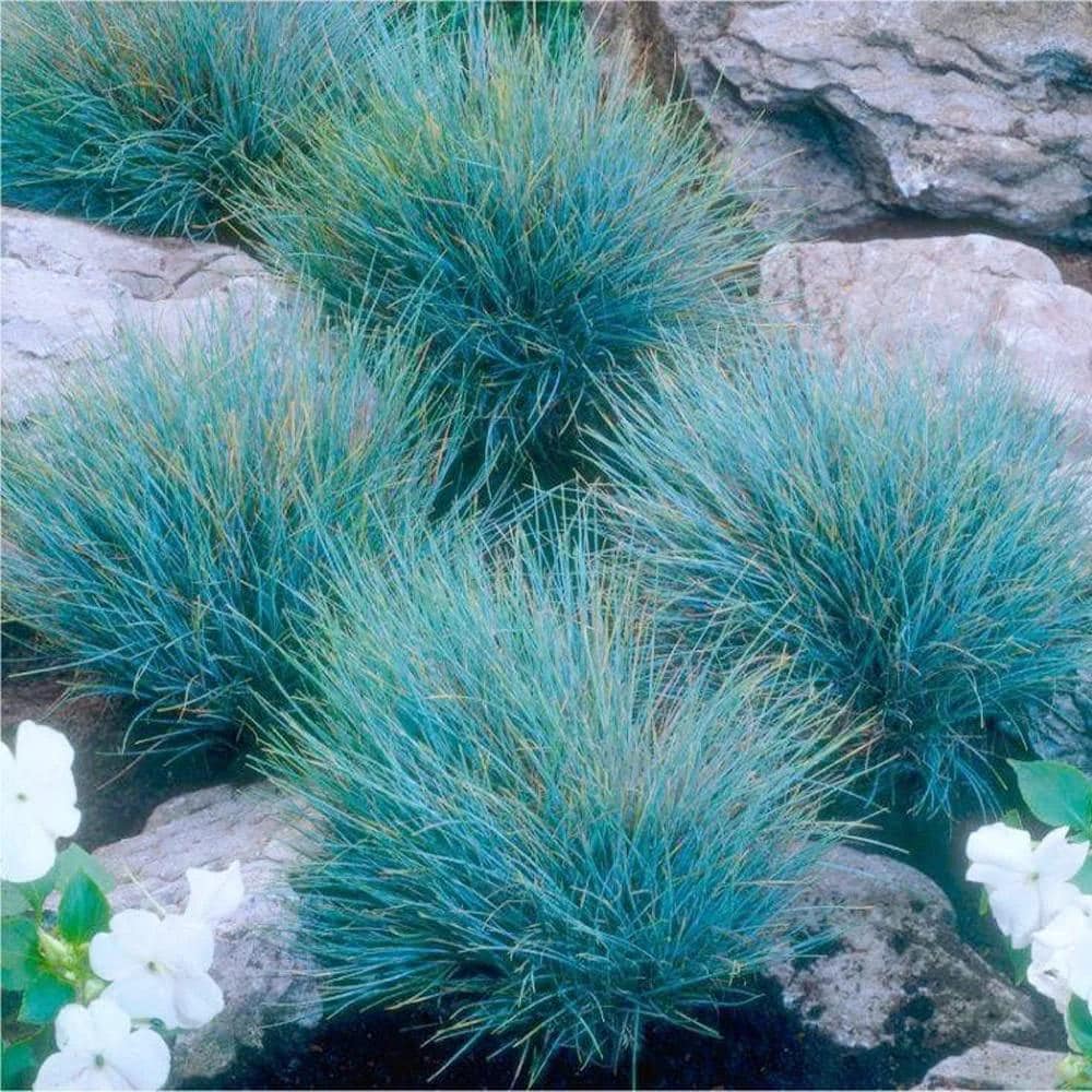 498Pcs Fescue Seeds grow robustly with regular watering and balanced natural light exposure