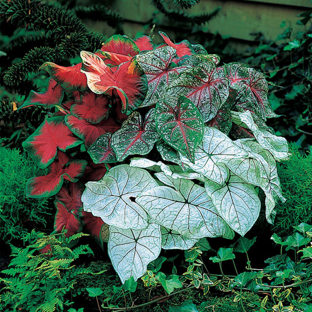 98Pcs Caladium Bicolor Seeds suitable for casual home planting and long-term ornamental display layout
