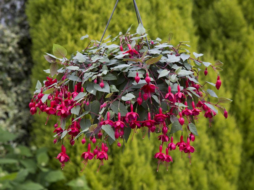 100pcs Red Fuchsia Flowers seeds Great for Hanging Baskets seeds