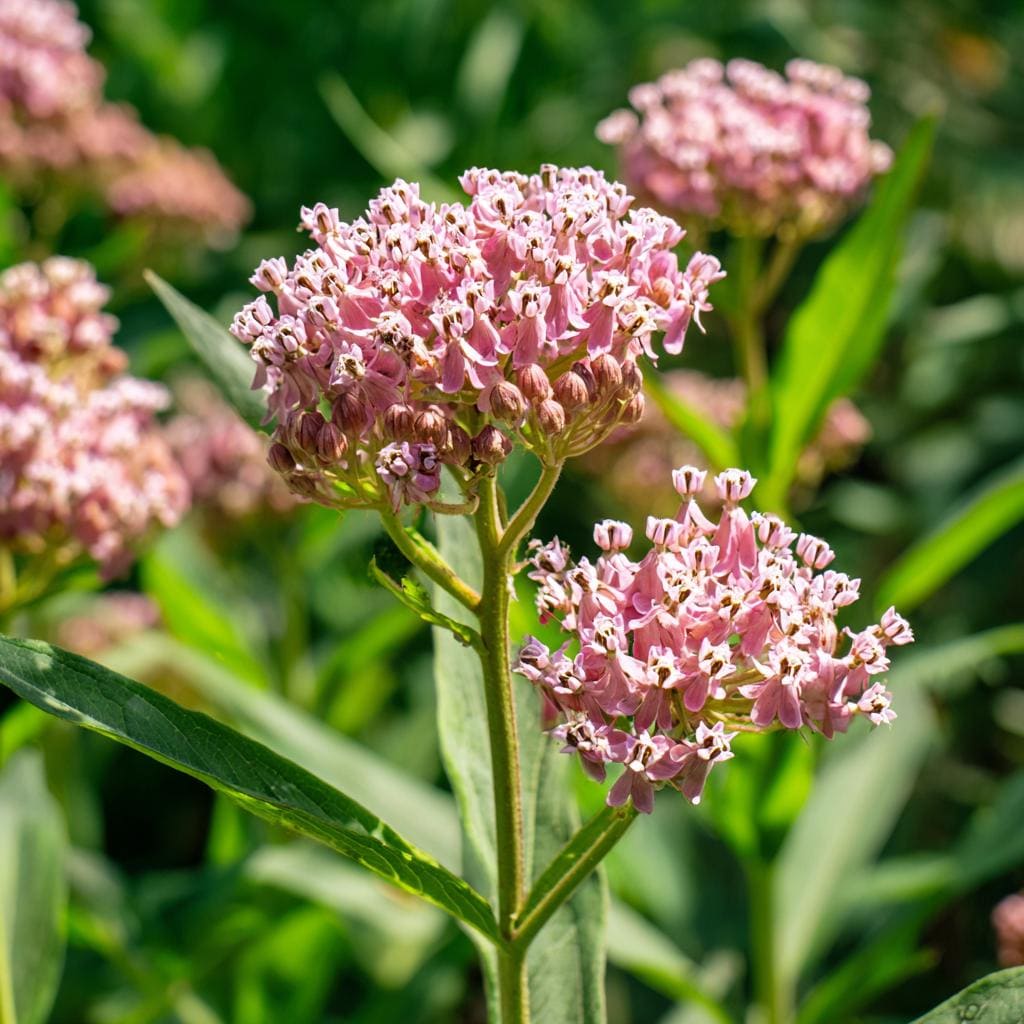 Prairie Milkweed 200Pcs Seeds Perennial Nectar-Rich Blooms & Monarch Butterfly Friendly