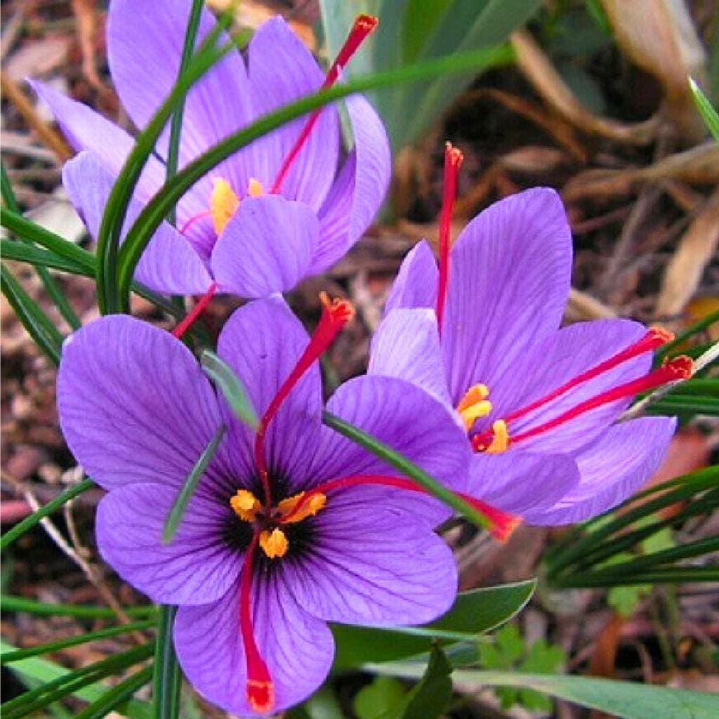 100pcs Strong Growing Aromatic Ornamental Herbs with Saffron Seeds for Outdoor Gardens