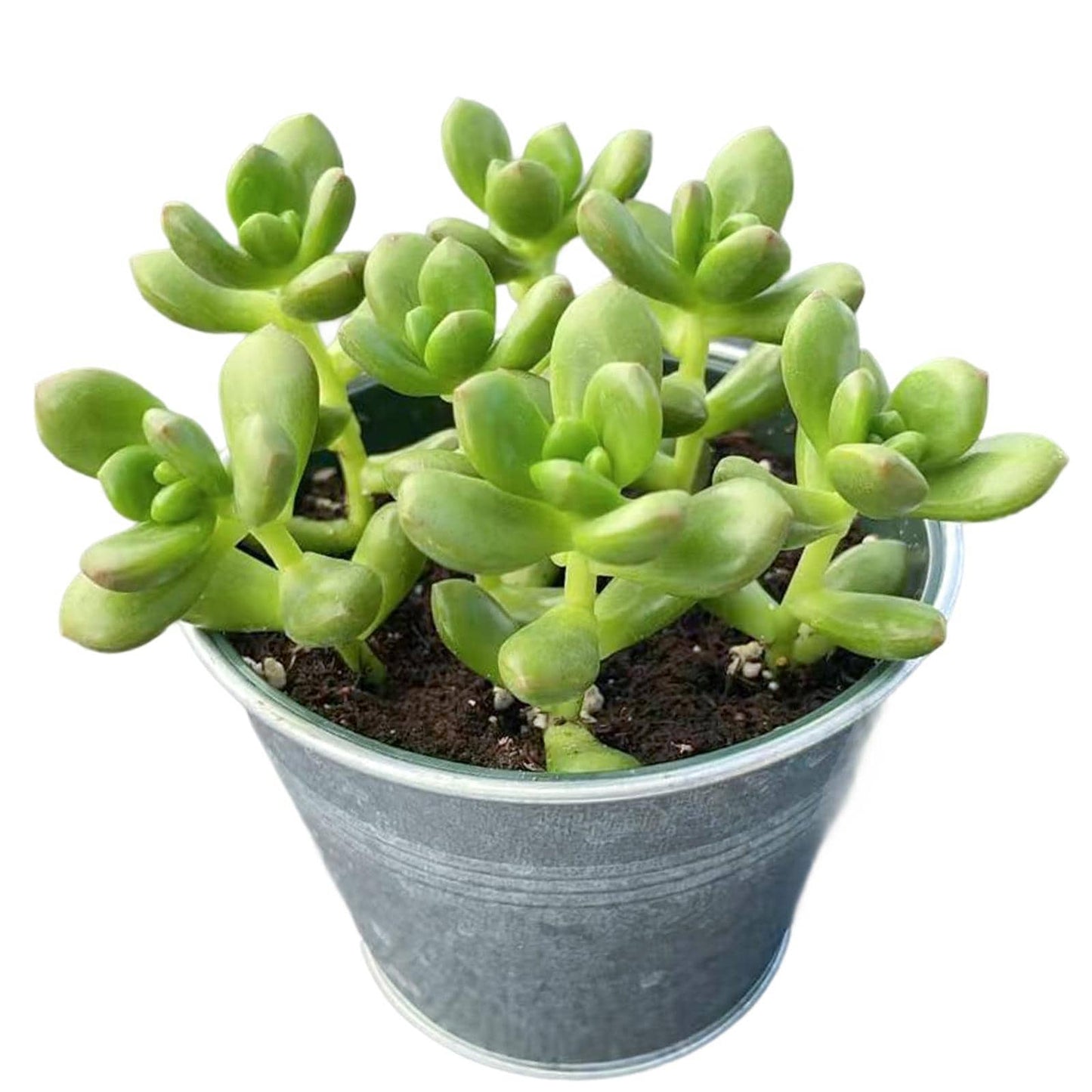 1000pcs Excellent for Indoor Succulent Growing Speedy Growing Succulent Seeds