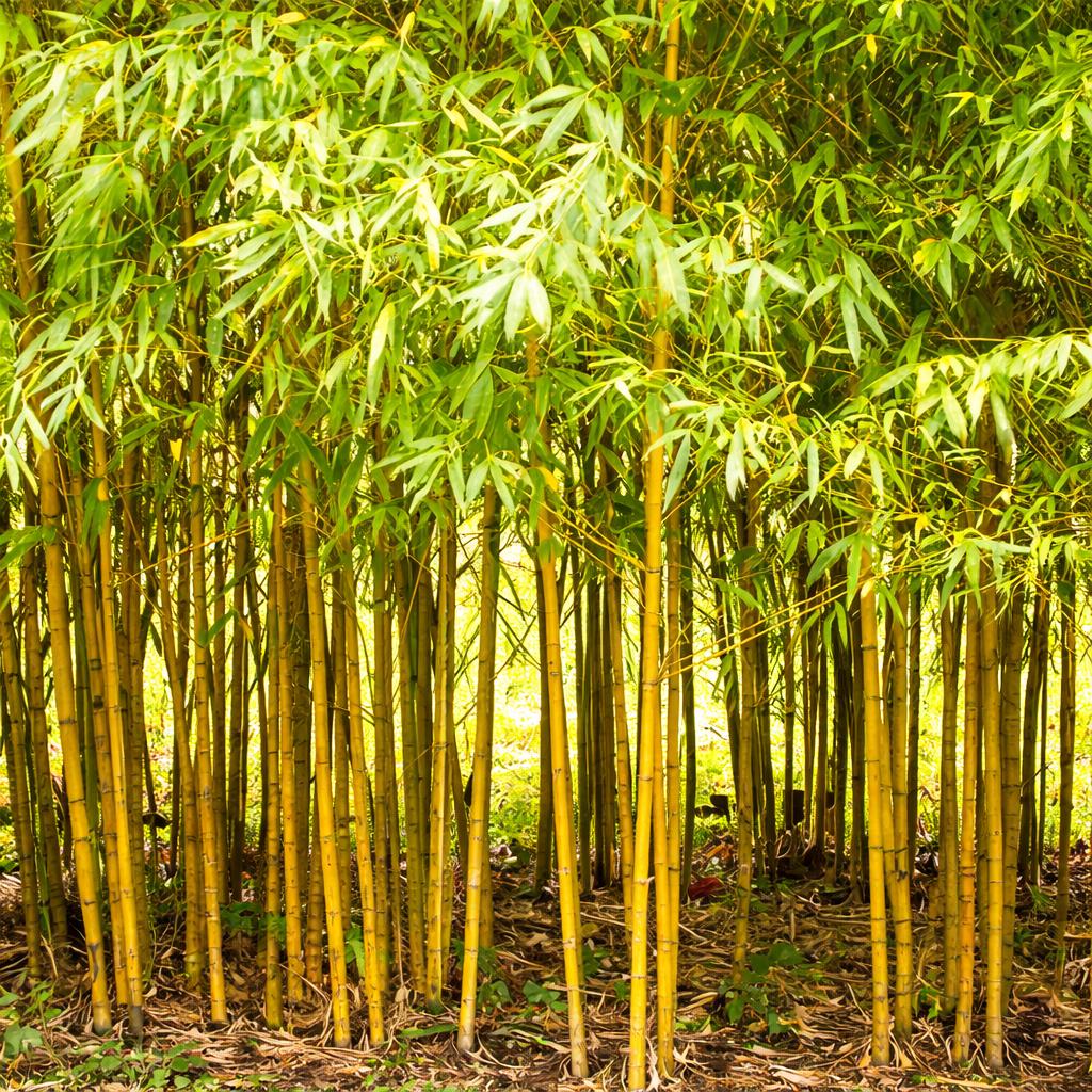 100pcs With Bamboo Seeds, Speedy Growing Low Maintenance Greenery for Patio