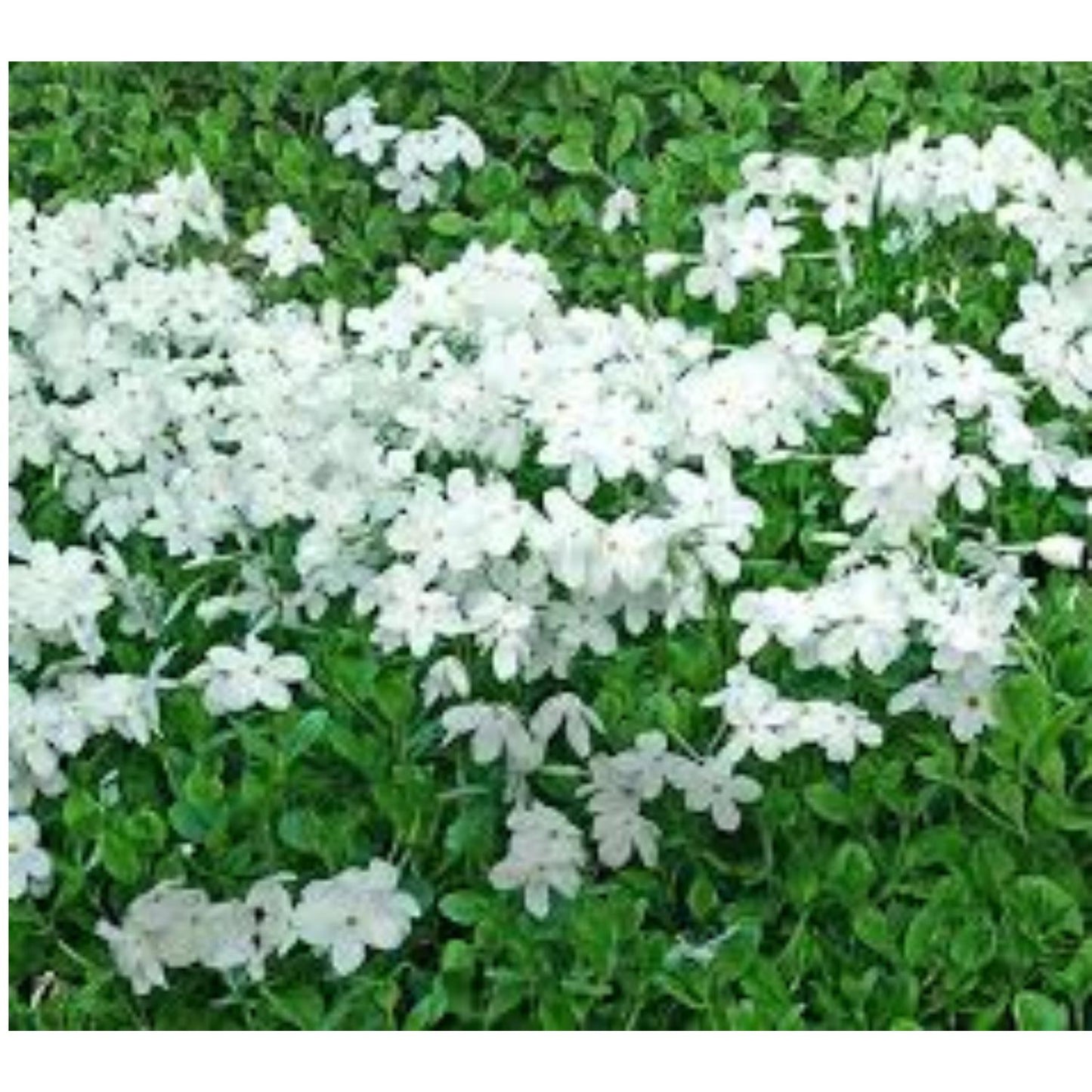 496Pcs Creeping Phlox Seeds perfect for mass sowing in yard slope margins, rock crevices and open bare ground spots