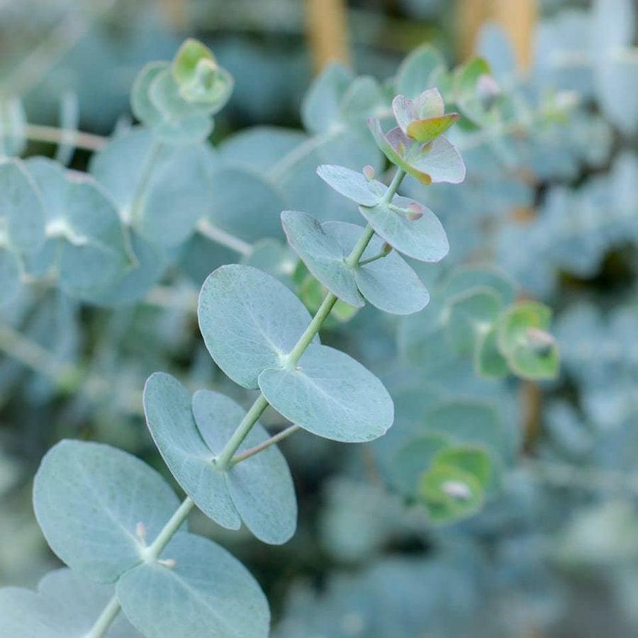 95Pcs Eucalyptus Seeds ideal for forming continuous tall screening lines along property borders and fence lines