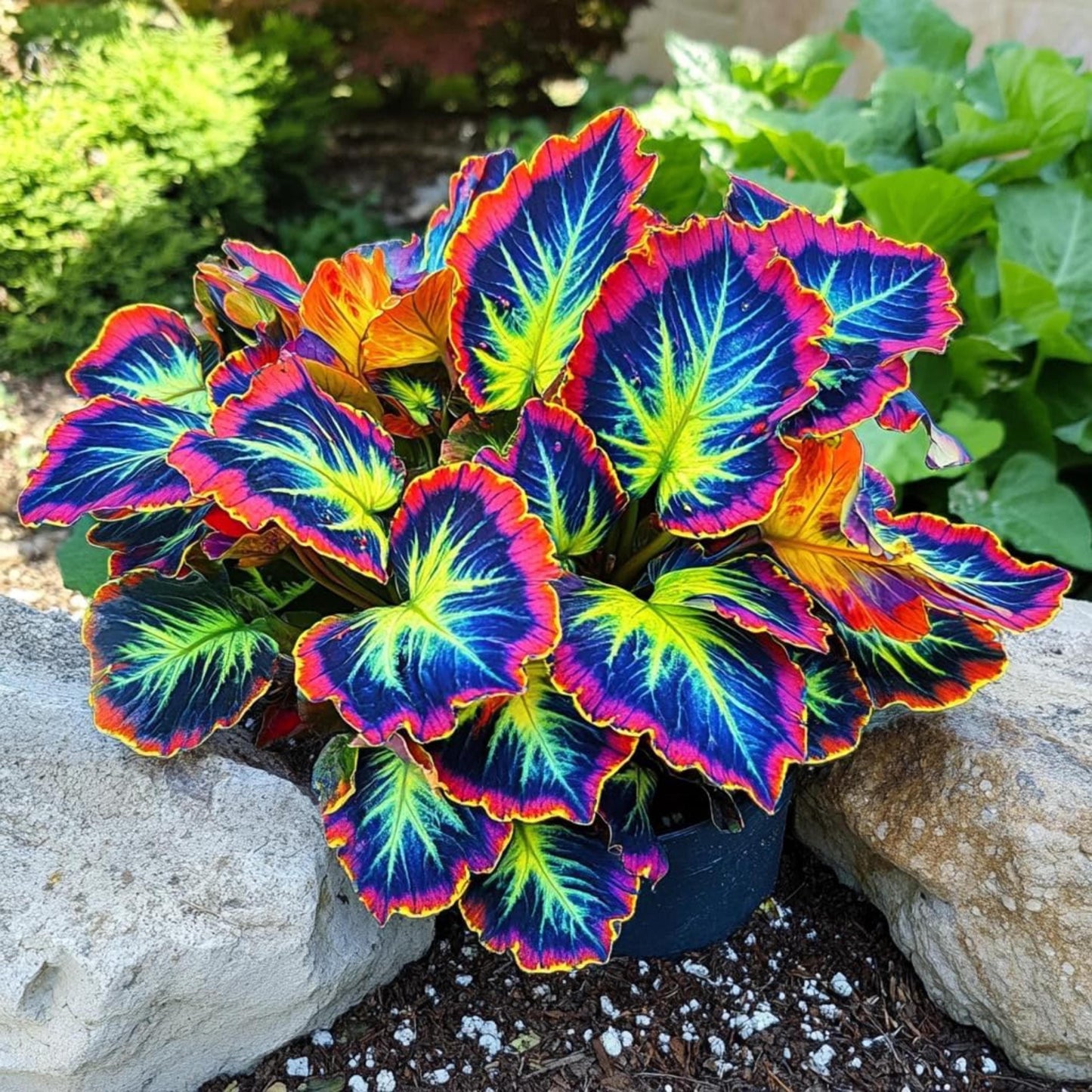 100pcs Rainbow Dragon Coleus Seeds Vibrant Shade Foliage Plants