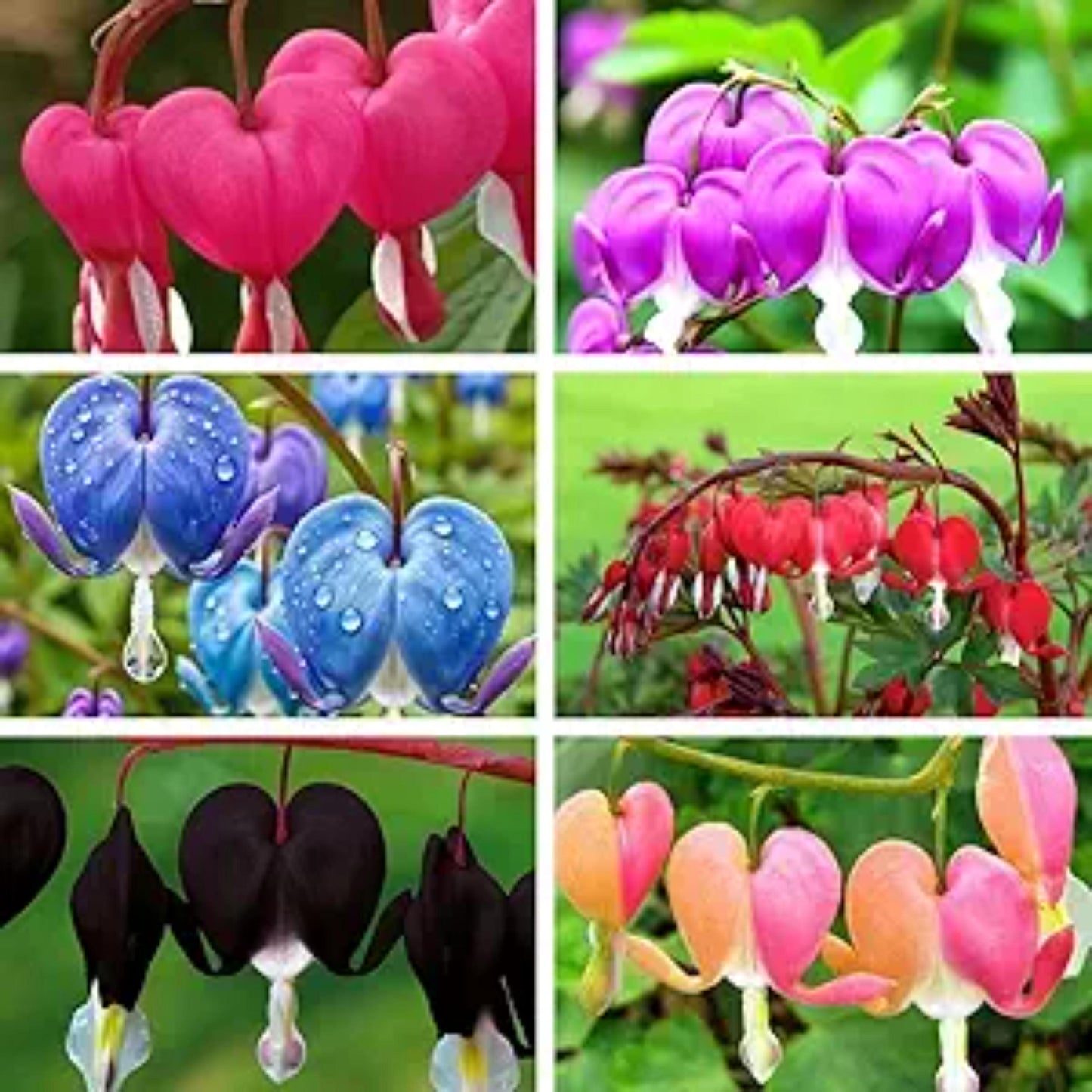 25pcs Pink Bleeding Heart Peony Seeds β Romantic Bleeding Heart Garden Blooms