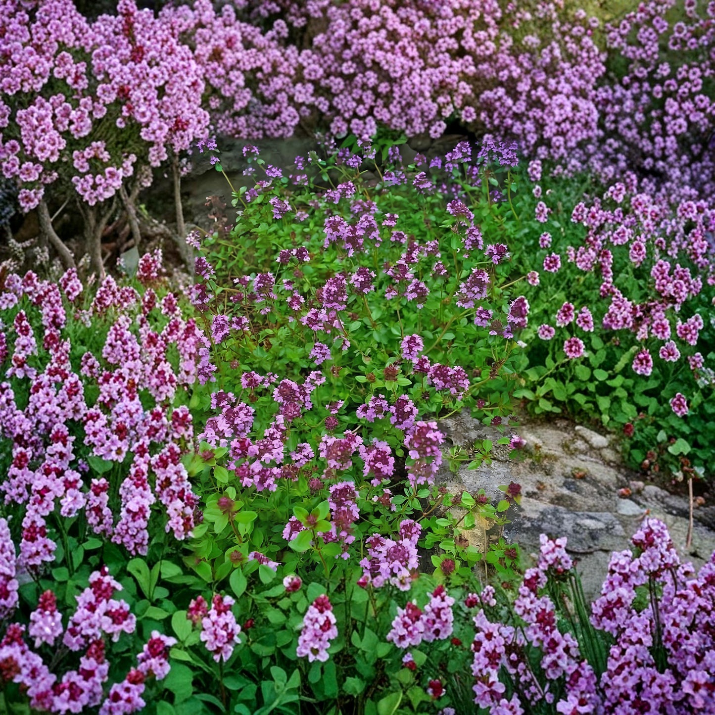 490Pcs Purple Creeping Thyme Seeds, Perennial Ground Cover, Drought Tolerant, Non-GMO Flowers