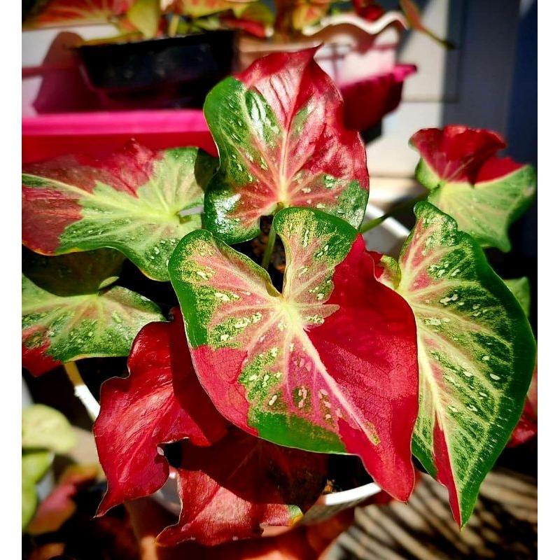 99Pcs Caladium Bicolor Seeds Simple for planting form full lush foliage clumps in calm shaded and indoor sheltered zones