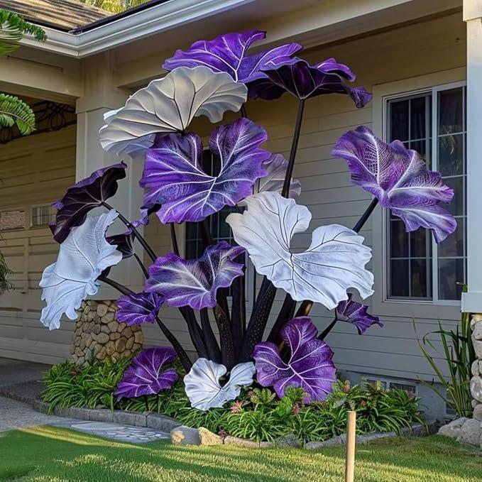100Pcs Elephant Ear Seeds pair well with low ornamental plantings to enrich multi layered yard landscape structure