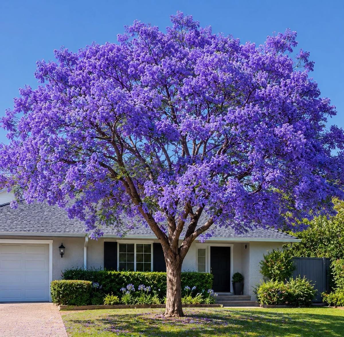 50pcs Dependable Landscape Shade Quick Growing Jacaranda with Jacaranda Tree Seeds