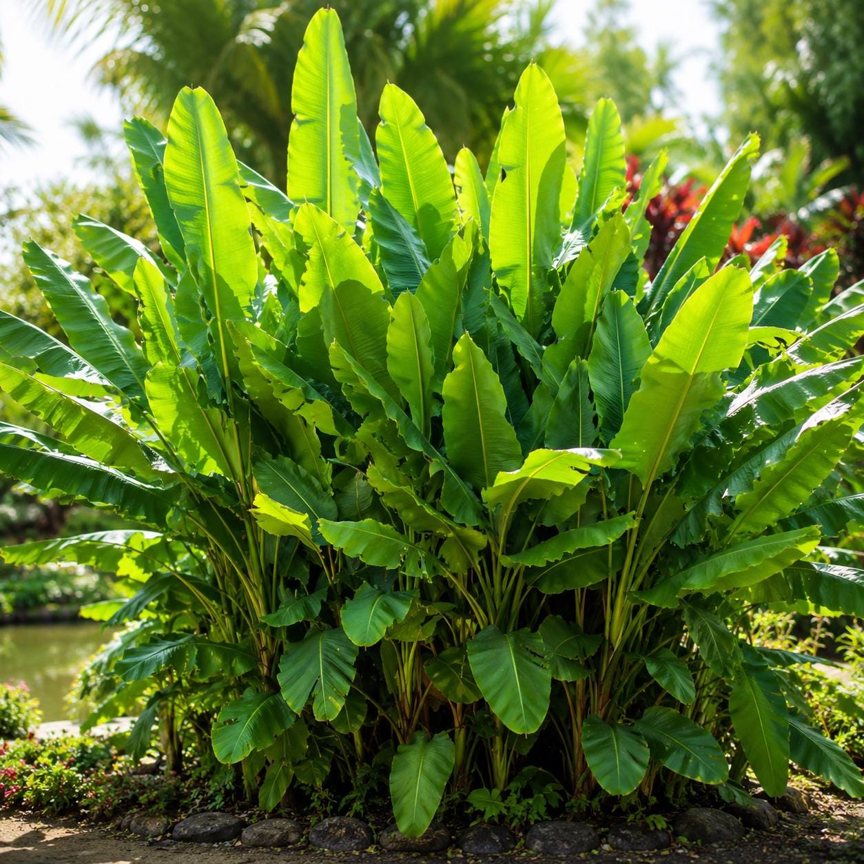 100pcs Banana Seeds Incredibly Easy To Care For And Fast To Sprout Ideal For First Time Tropical Plant Enthusiasts