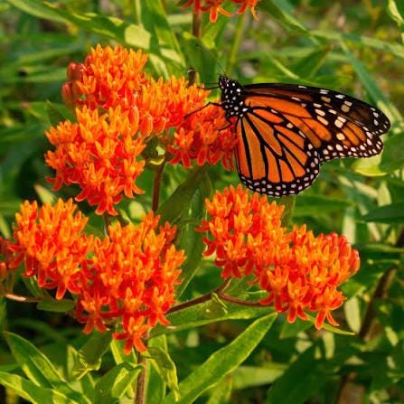 176Pcs Milkweed Seeds form sturdy upright stalks with layered foliage for natural yard embellishment