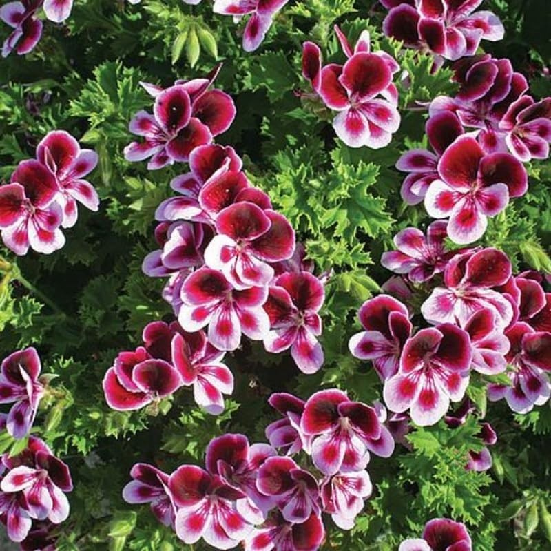 500pcs Non-GMO Citronella Geranium Heirloom Perennial Seeds