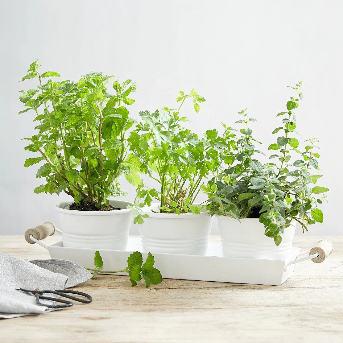 1000pcs Novice Approved Oregano Seeds for planting in residential garden beds and private yard open spaces