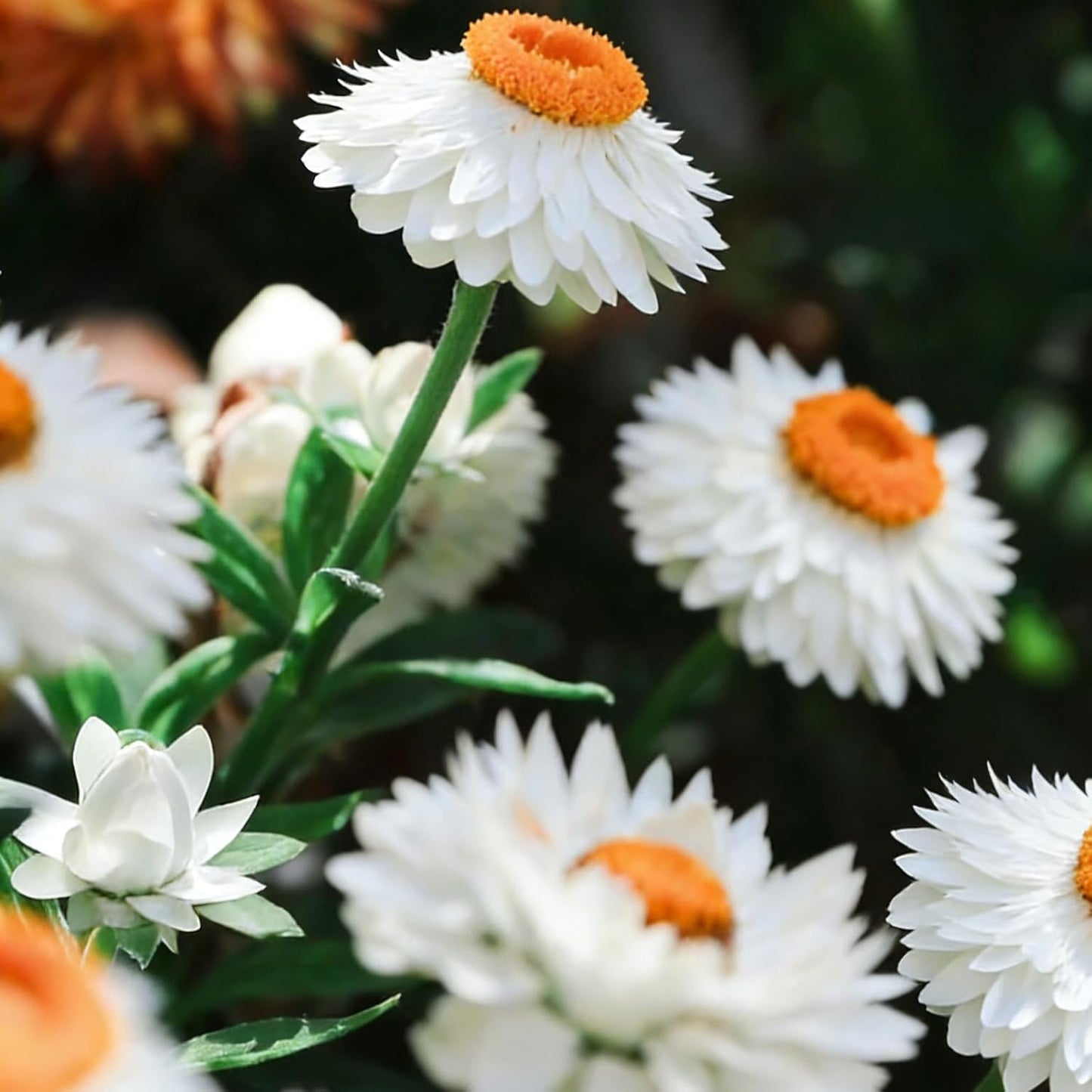 Mixed Strawflower Seeds for Planting, 200Pcs Strawflower Wildflower Seeds Non-GMO