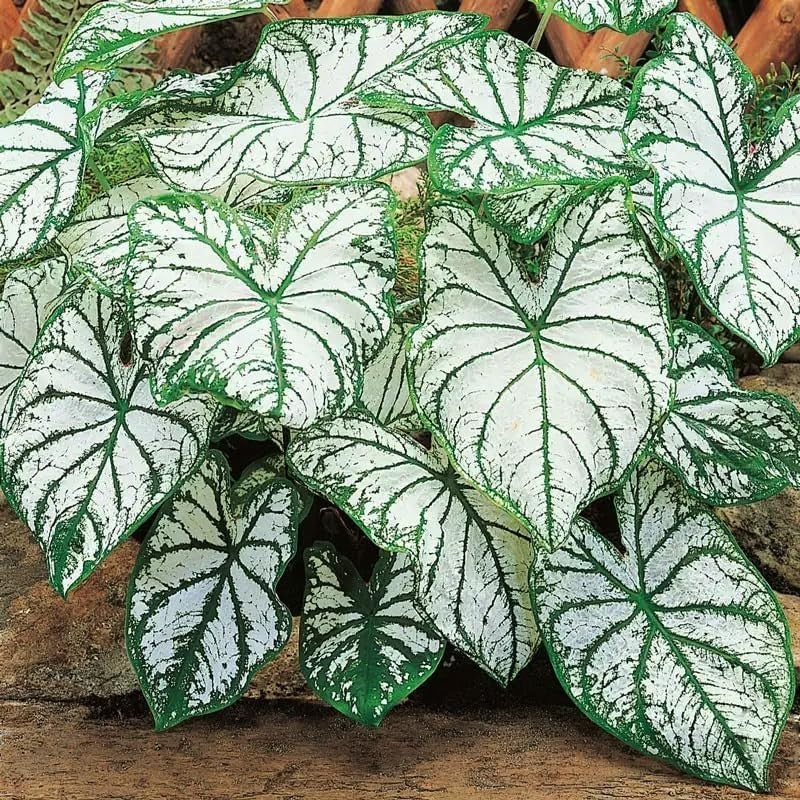 100pcs Potted Foliage Plants Caladium Bicolor Seeds Partial Shade Tolerant For Yard Decor Simple To Plant