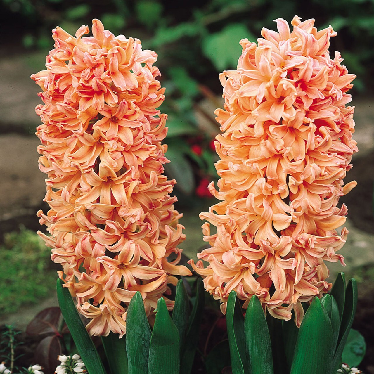 200pcs Hyacinth Seeds Sun Loving Flower Seeds For Full Sun Outdoor Growing Zones Simple To Cultivate