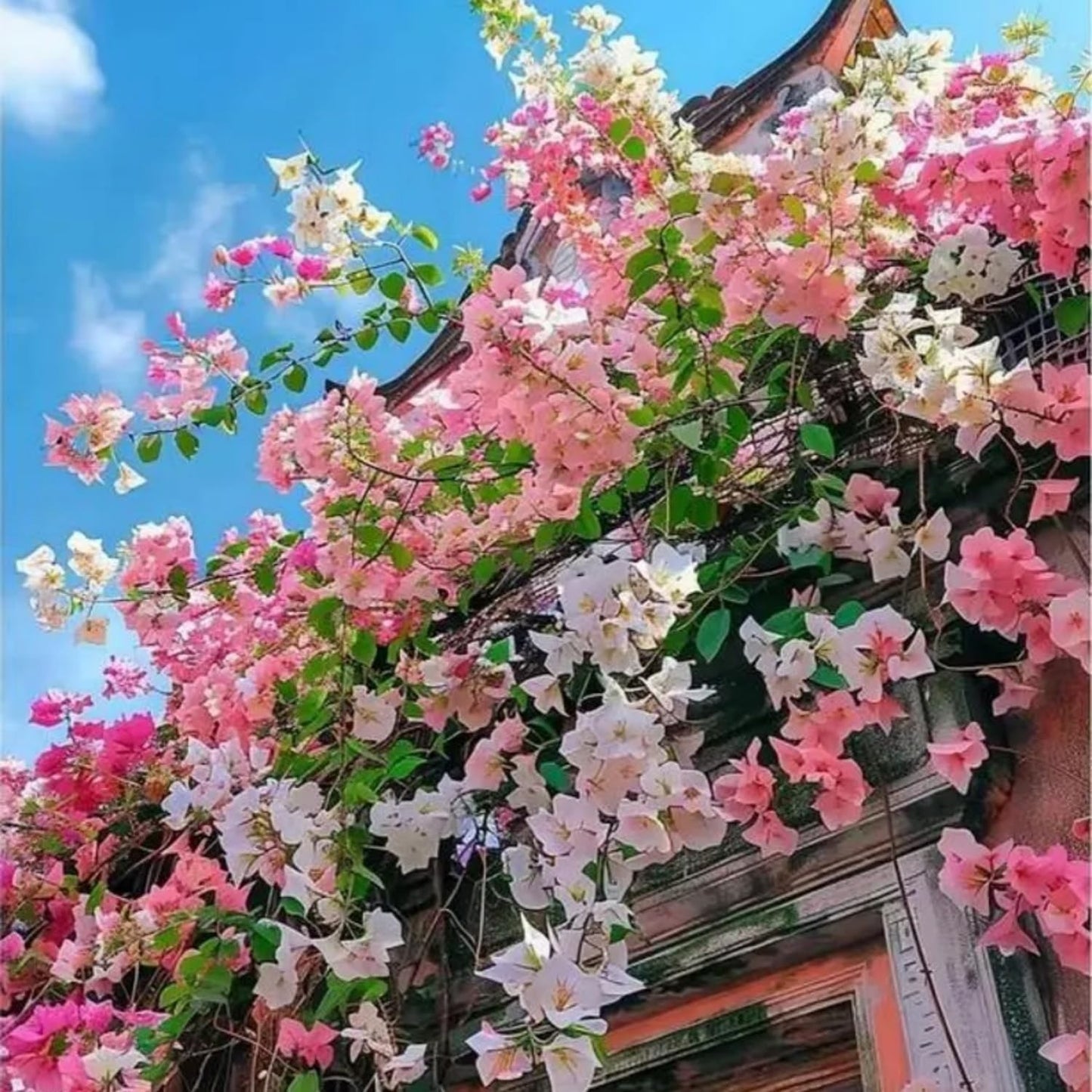 150 Exotic Bougainvillea Seeds for Planting Perennial Ornamental Low