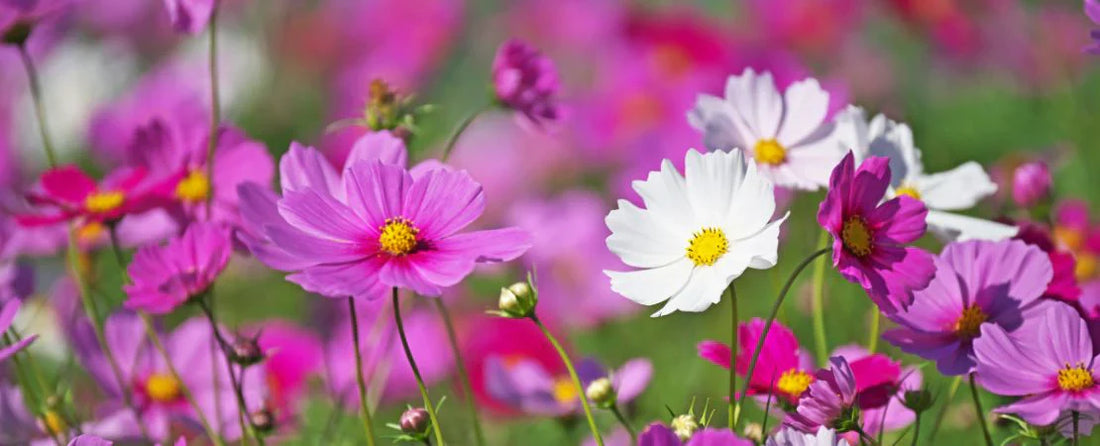 How to Grow Cosmos Flowers from Seed