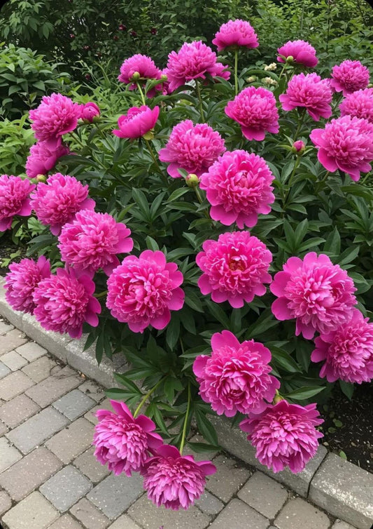 Beautiful heirloom peony blooms in full color - ISACC GARDEN