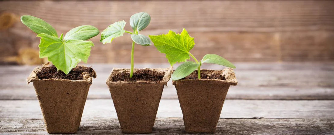Are My Seedlings Ready to Transplant?