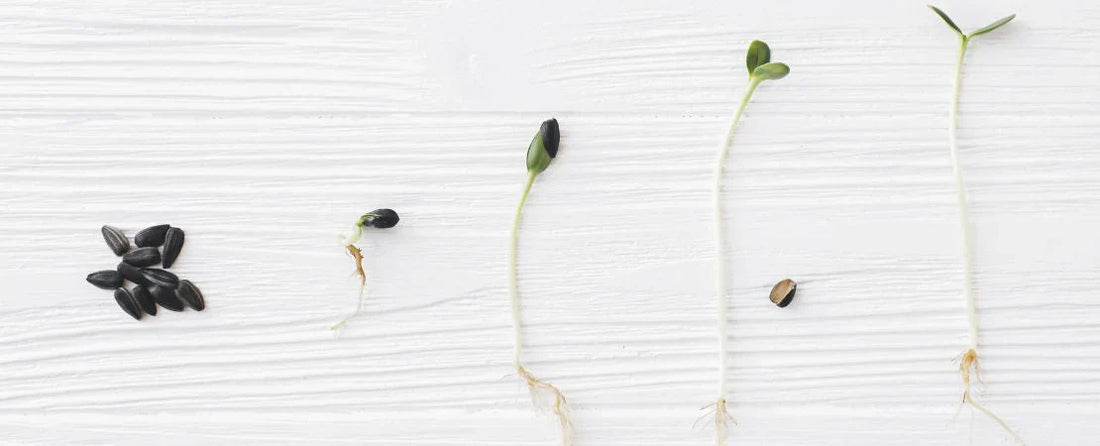 How to Test Seed Viability and Plant Old Seeds