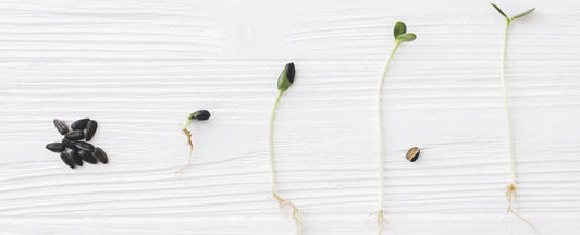 How to Test Seed Viability and Plant Old Seeds