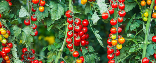 Best Tomato Seeds for Beginners