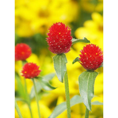100pcs Gomphrena Seeds Effortless Cultivation fit small and medium garden decorative layout demands