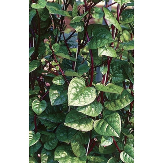 Red 100pcs Malabar Spinach Seeds Friendly for new gardeners grow into full sprawling climbing form with steady seasonal foliage renewal features