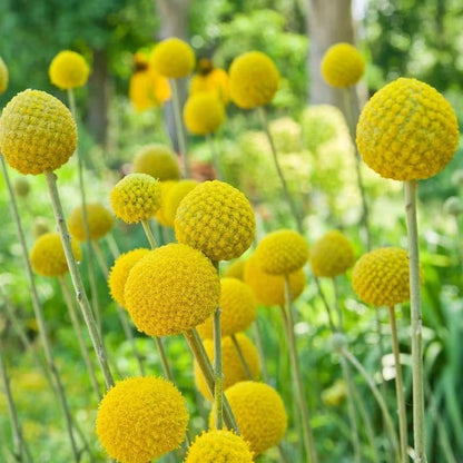 10pcs Yellow Billy Button or Craspedia Seeds -   Home Gardening, Hobby Farming