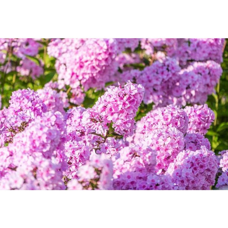 500pcs Creeping Phlox Seeds for planting in residential rock garden areas and private slope courtyard spaces