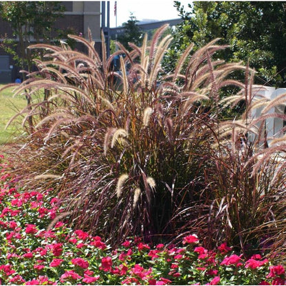 100Pcs Fountain Grass Seeds Easy to Cultivate Slender Foliage for Small Spaces Planting
