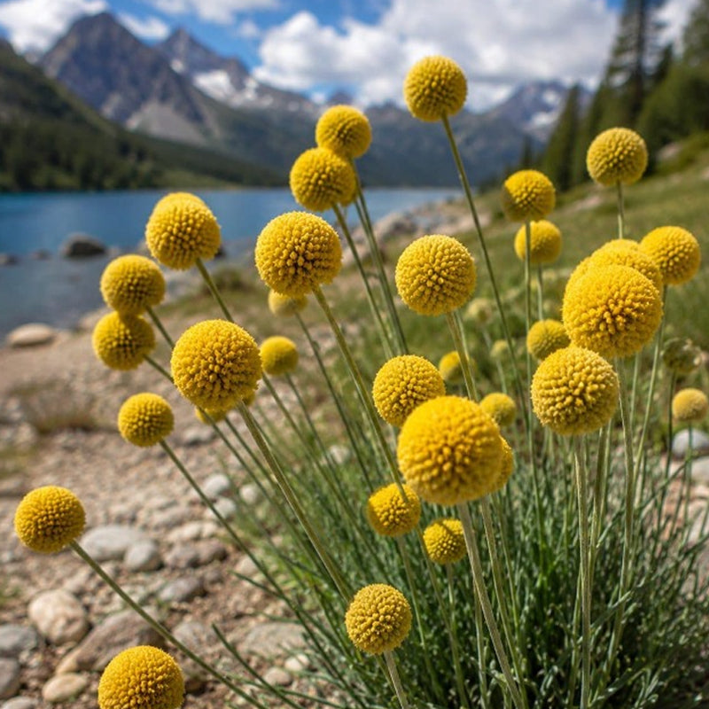 10pcs Craspedia Flower Seeds yellow Billy Buttons, Pollinator Garden seeds