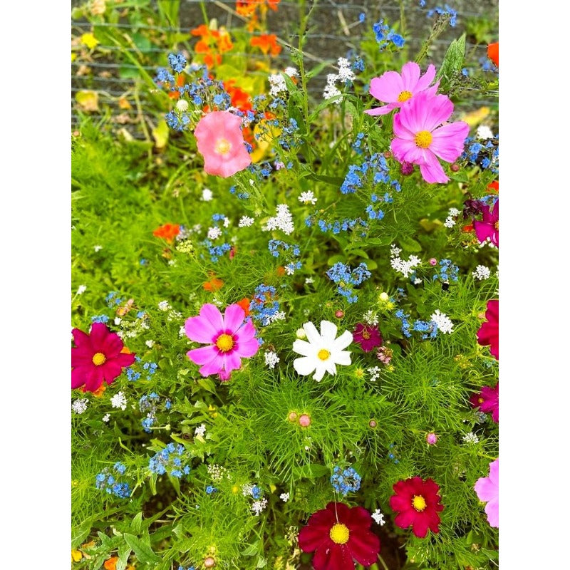 900Pcs Mix Wildflower Seeds simple to grow for yard blank filling, wild garden styling and large leisure space layout