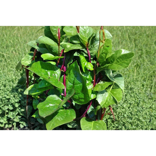 100pcs Red and Green Mix Malabar Spinach Seeds For Planting, Home Gardening