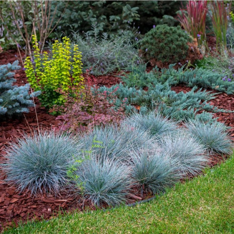 500pcs Lawn Thickening Grass Fescue Seeds Boosts Density For Existing Turf Simple To Cultivate