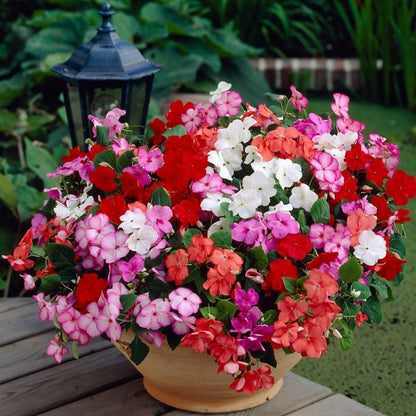 100pcs Impatiens Seeds Convenient for Cultivation adapt calmly to regular temperature shifts in mild shaded temperate zones