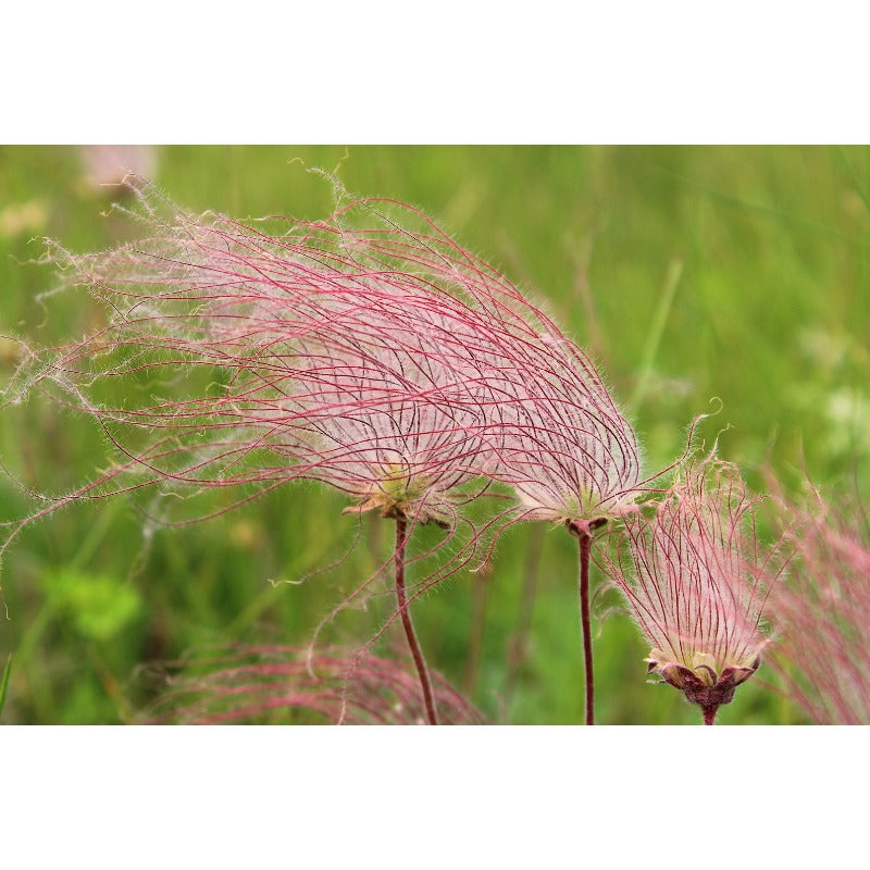 96Pcs Prairie Smoke Seeds Fit for home planting hold extended seasonal ornamental cycles for lasting landscape layout value
