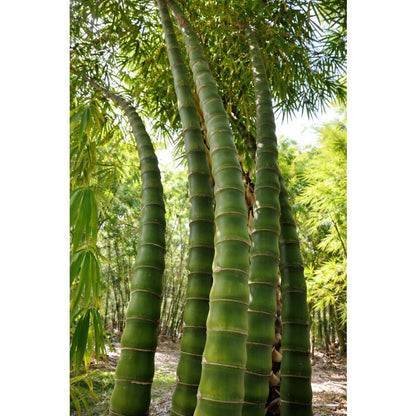 100pcs Buddha Belly Bamboo Seeds Clumping Bamboo Privacy Screen Shade Garden Plant