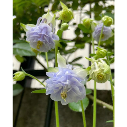 200pcs Double Purple Columbine Seeds  Shade Loving Perennial, Cottage Garden Flowers