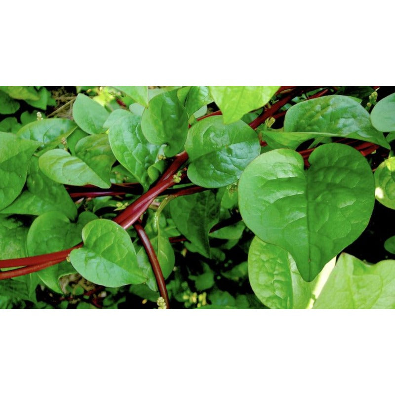 Red 100pcs Malabar Spinach Seeds Friendly for new gardeners grow into full sprawling climbing form with steady seasonal foliage renewal features