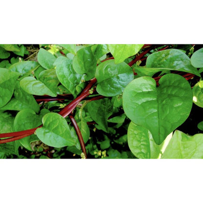 Red 100pcs Malabar Spinach Seeds Friendly for new gardeners grow into full sprawling climbing form with steady seasonal foliage renewal features